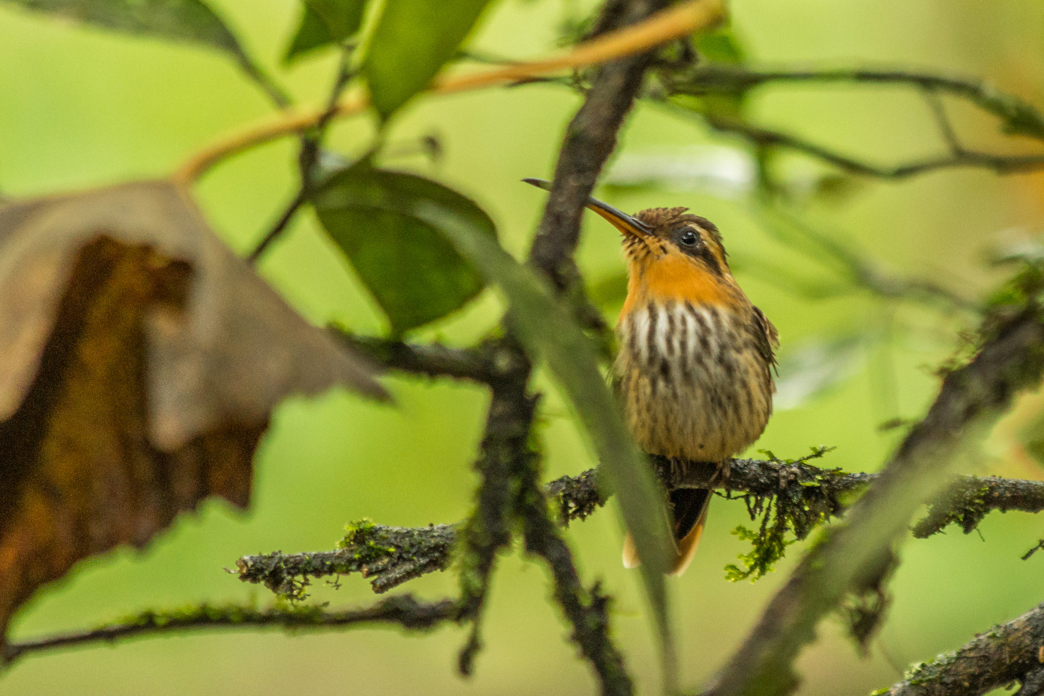 Canon EF 70-300mm F4-5.6 IS USM sample photo. Beija-flor rajado photography