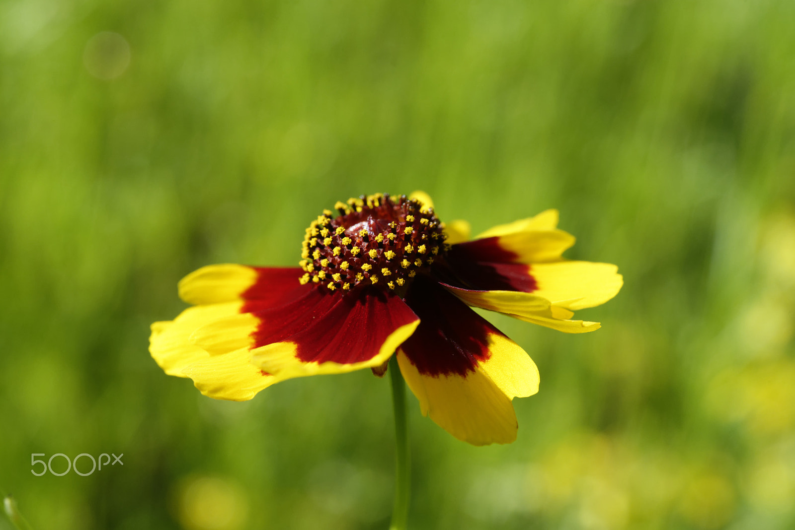 Nikon AF-S Micro-Nikkor 60mm F2.8G ED sample photo. Yellow summer flower photography