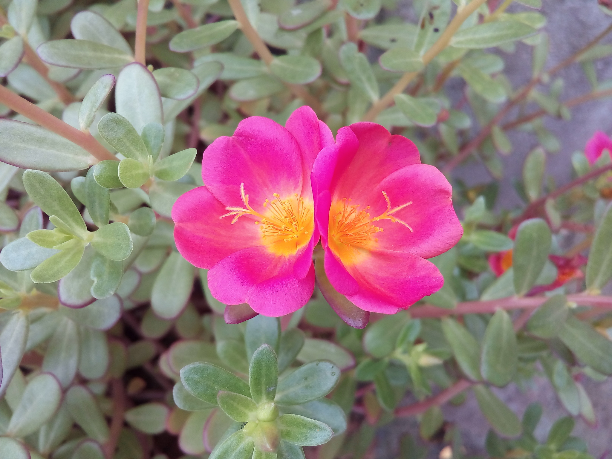 Micromax Canvas Juice 4G sample photo. The duet's photography