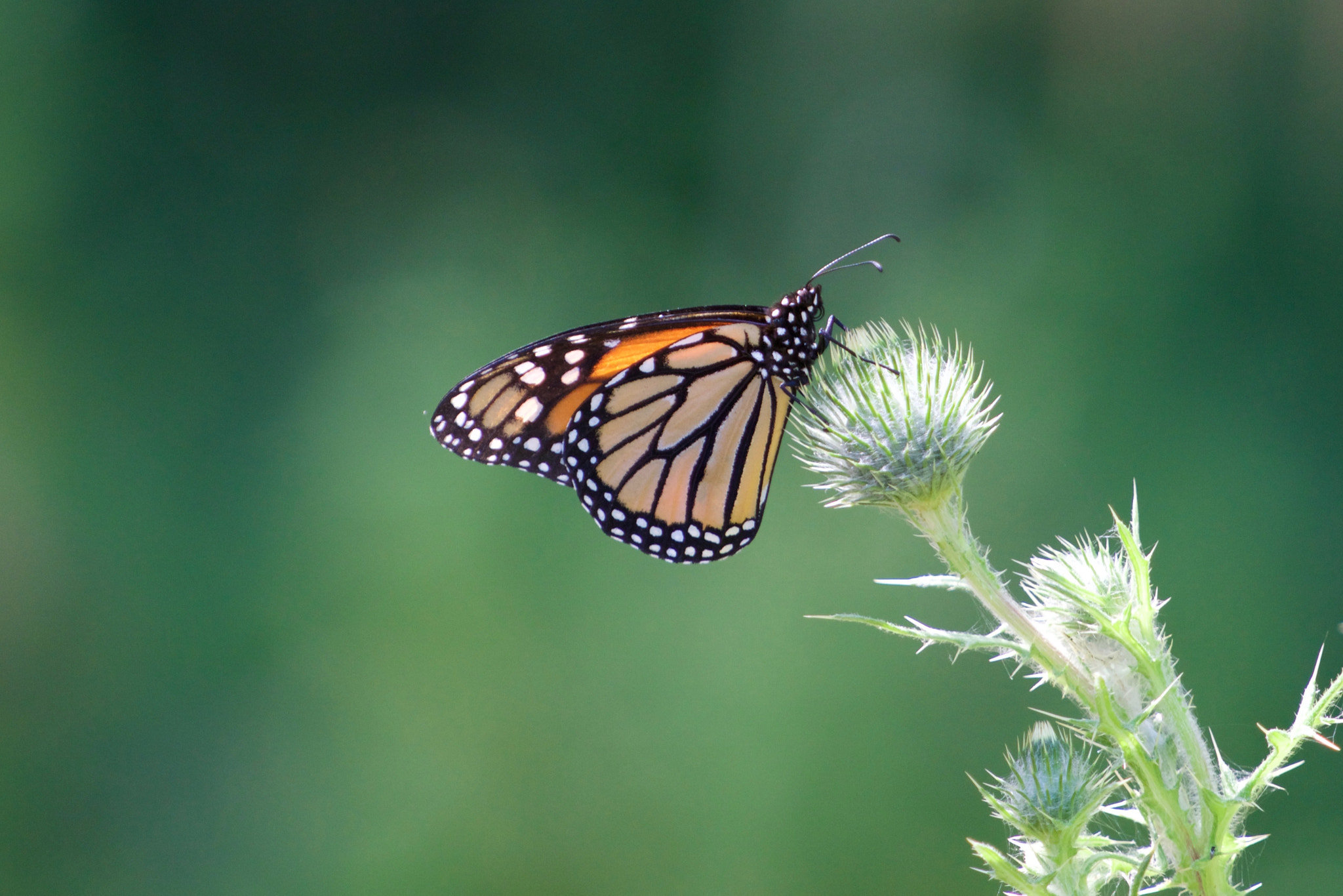 Sony a6000 + Sony FE 70-200mm F4 G OSS sample photo. Butterfly on thistle photography