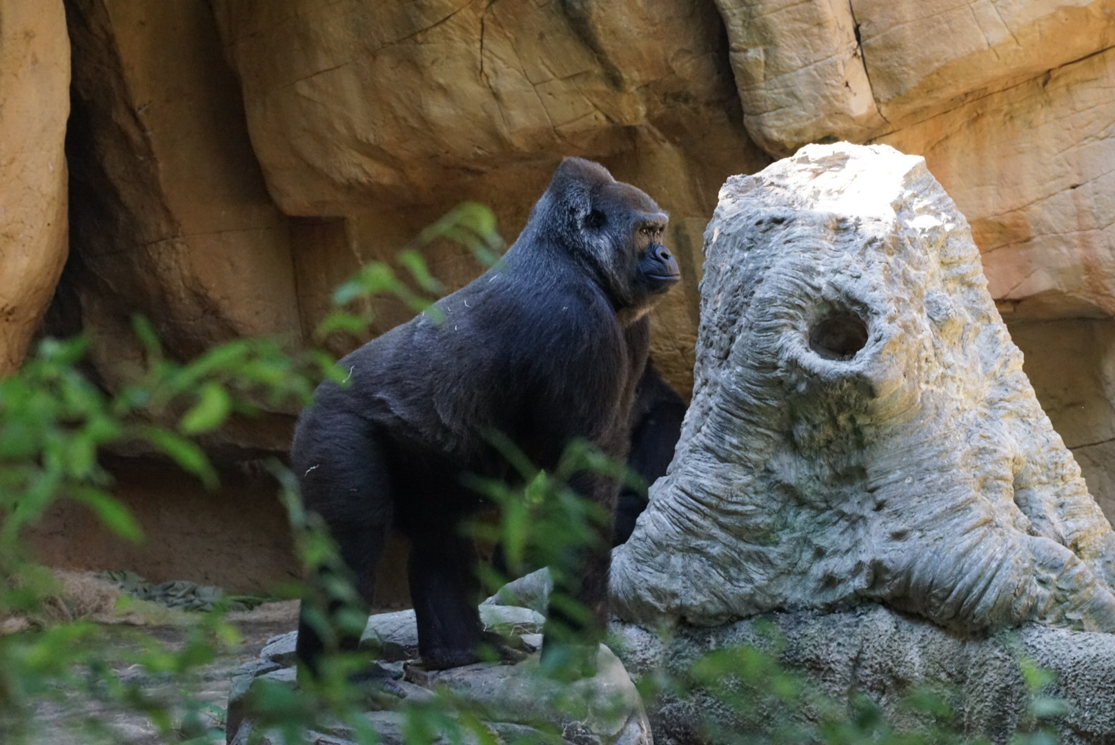 Sony a7 II + Sony FE 70-200mm F4 G OSS sample photo. Memphis zoo gorilla photography