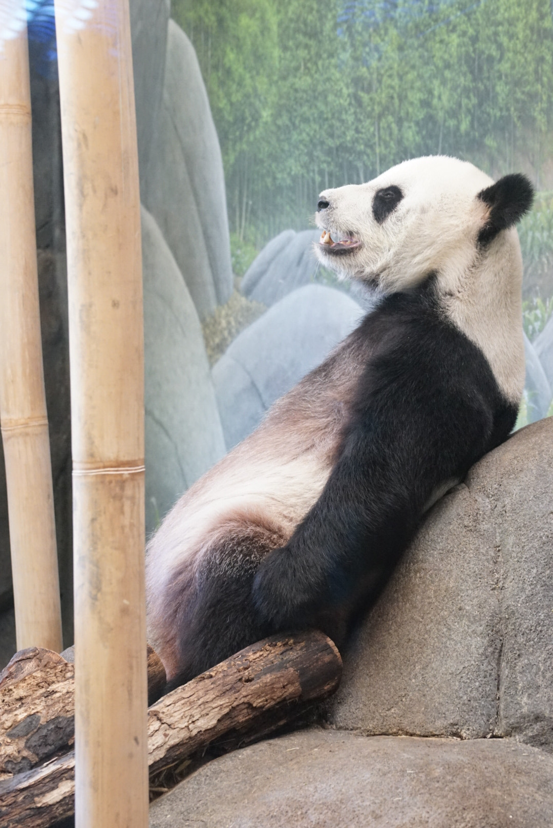 Sony a7 II + Sony FE 70-200mm F4 G OSS sample photo. Memphis zoo male panda photography