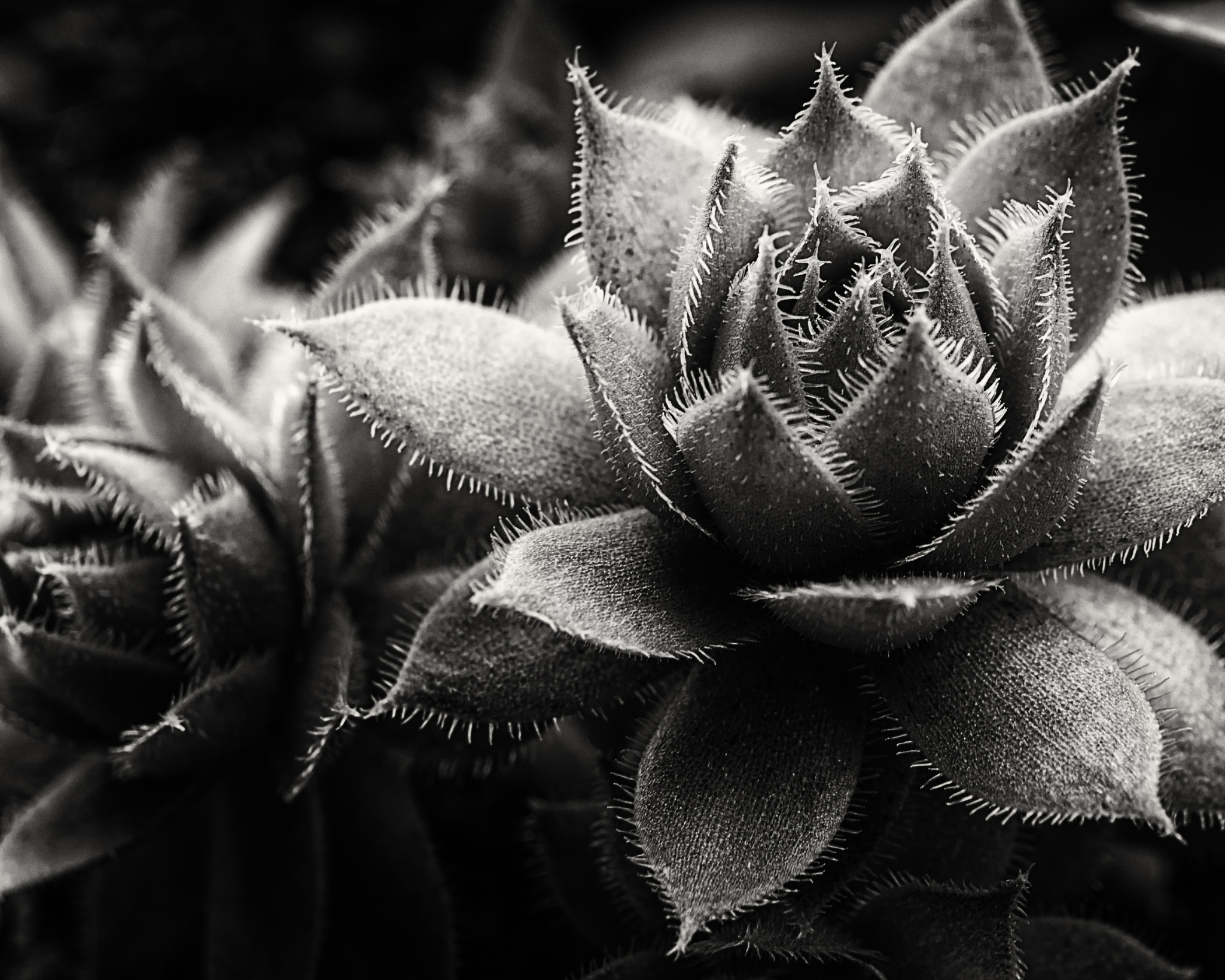 Pentax K-3 II sample photo. Succulent photography