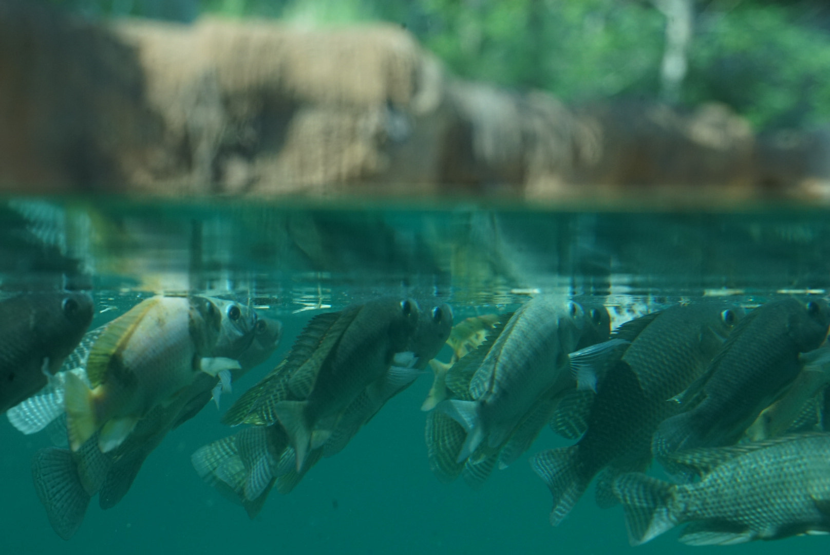 Sony a7 II + Sony FE 70-200mm F4 G OSS sample photo. Memphis zoo  hippo exhibit photography