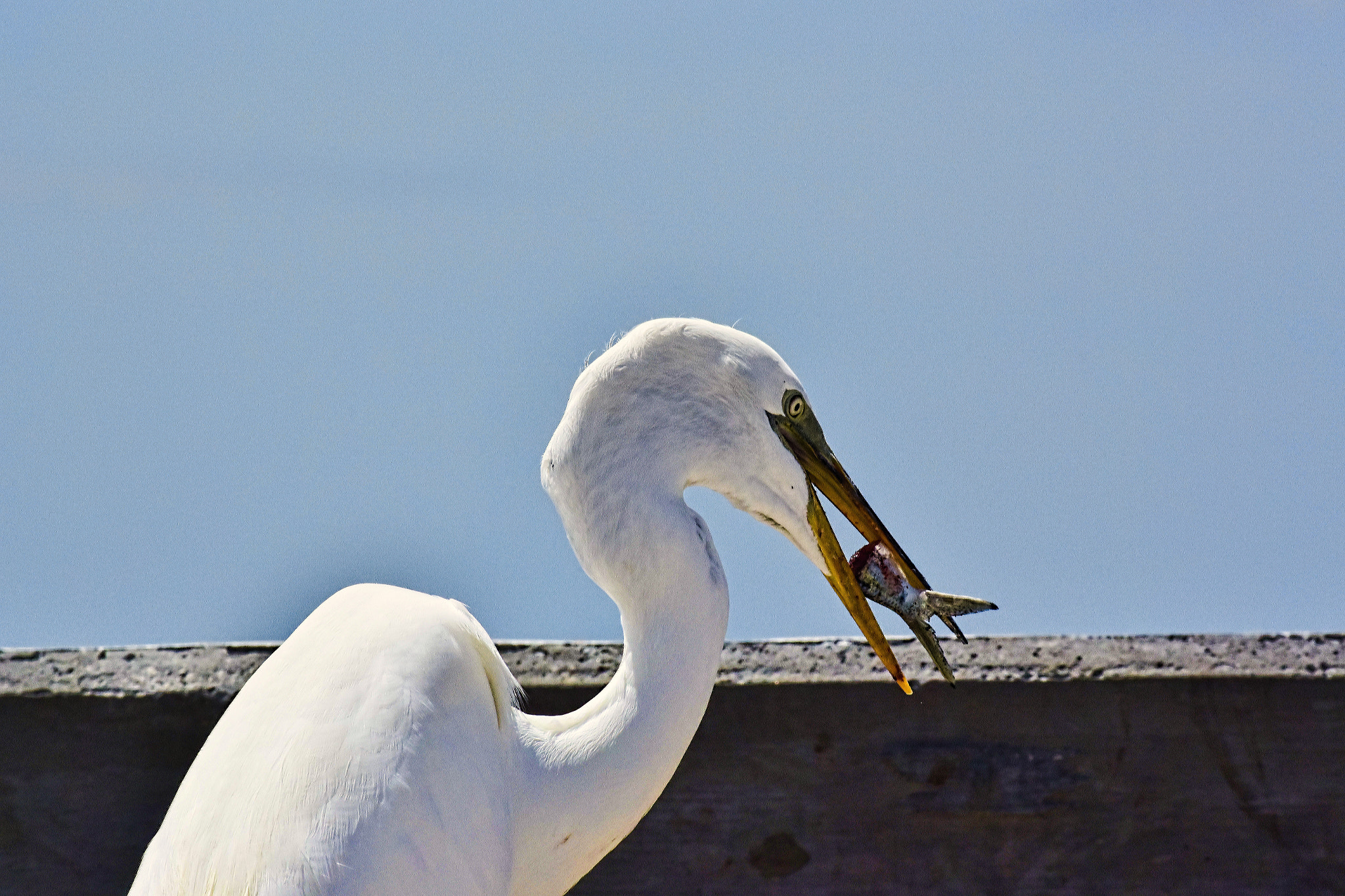 Nikon 1 Nikkor VR 70-300mm F4.5-5.6 sample photo. Florida photography