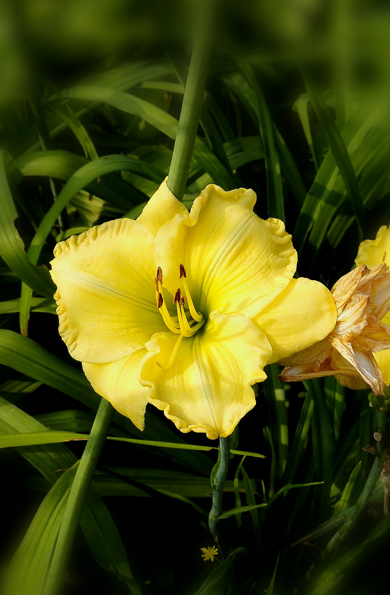 HUAWEI H60-L02 sample photo. 花卉 photography