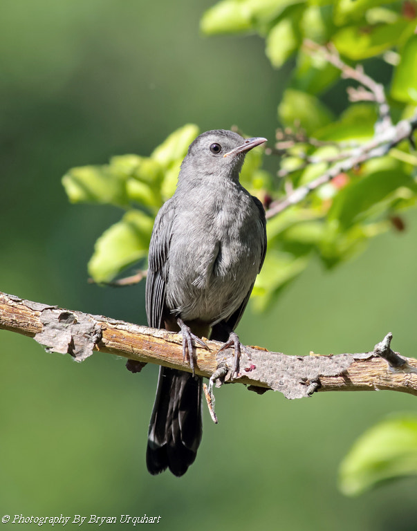 Canon EOS 70D + Canon EF 400mm F5.6L USM sample photo. Cat bird photography