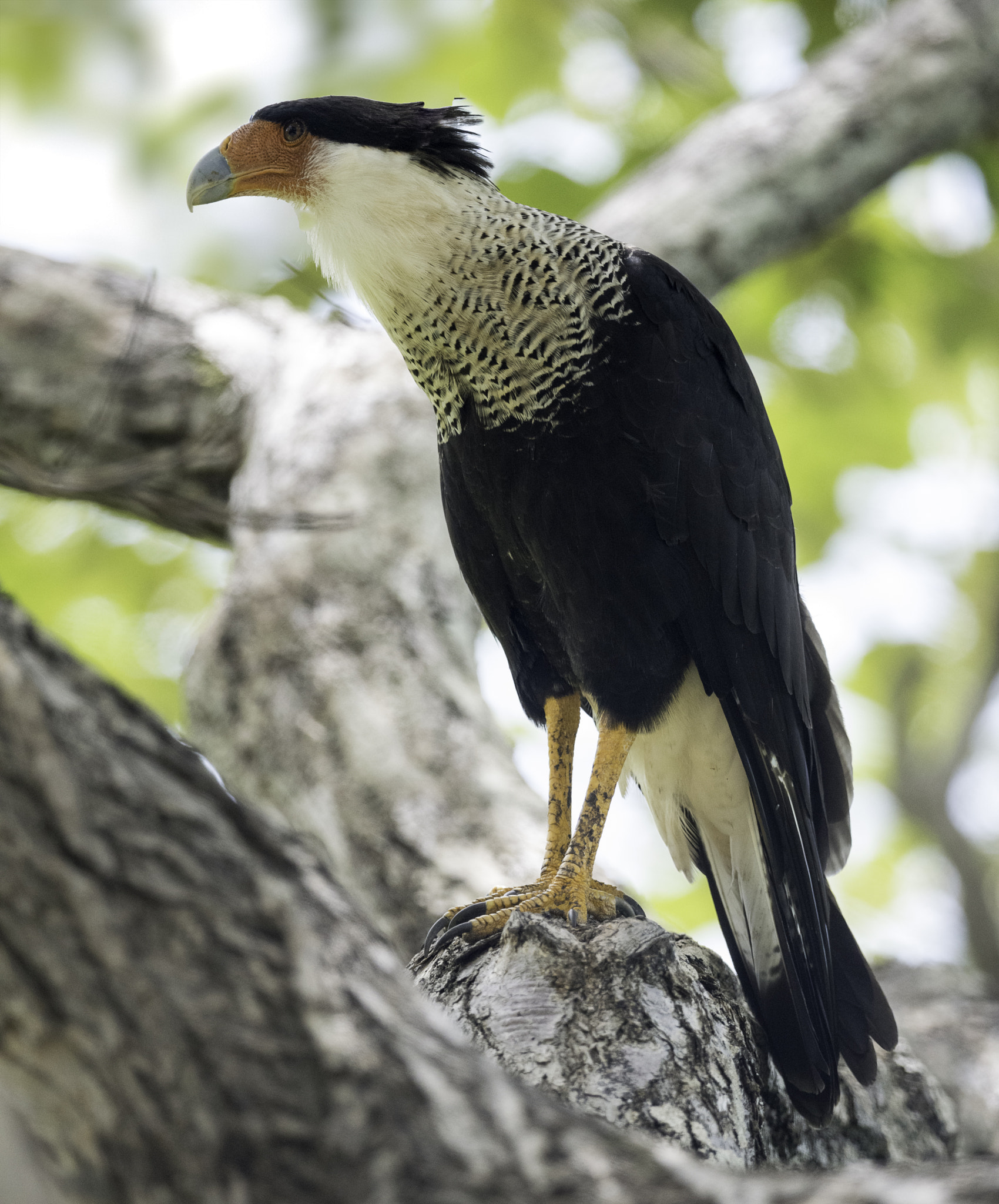 Nikon AF-S Nikkor 800mm F5.6E FL ED VR sample photo. Caracara cheriway - the shady spot photography