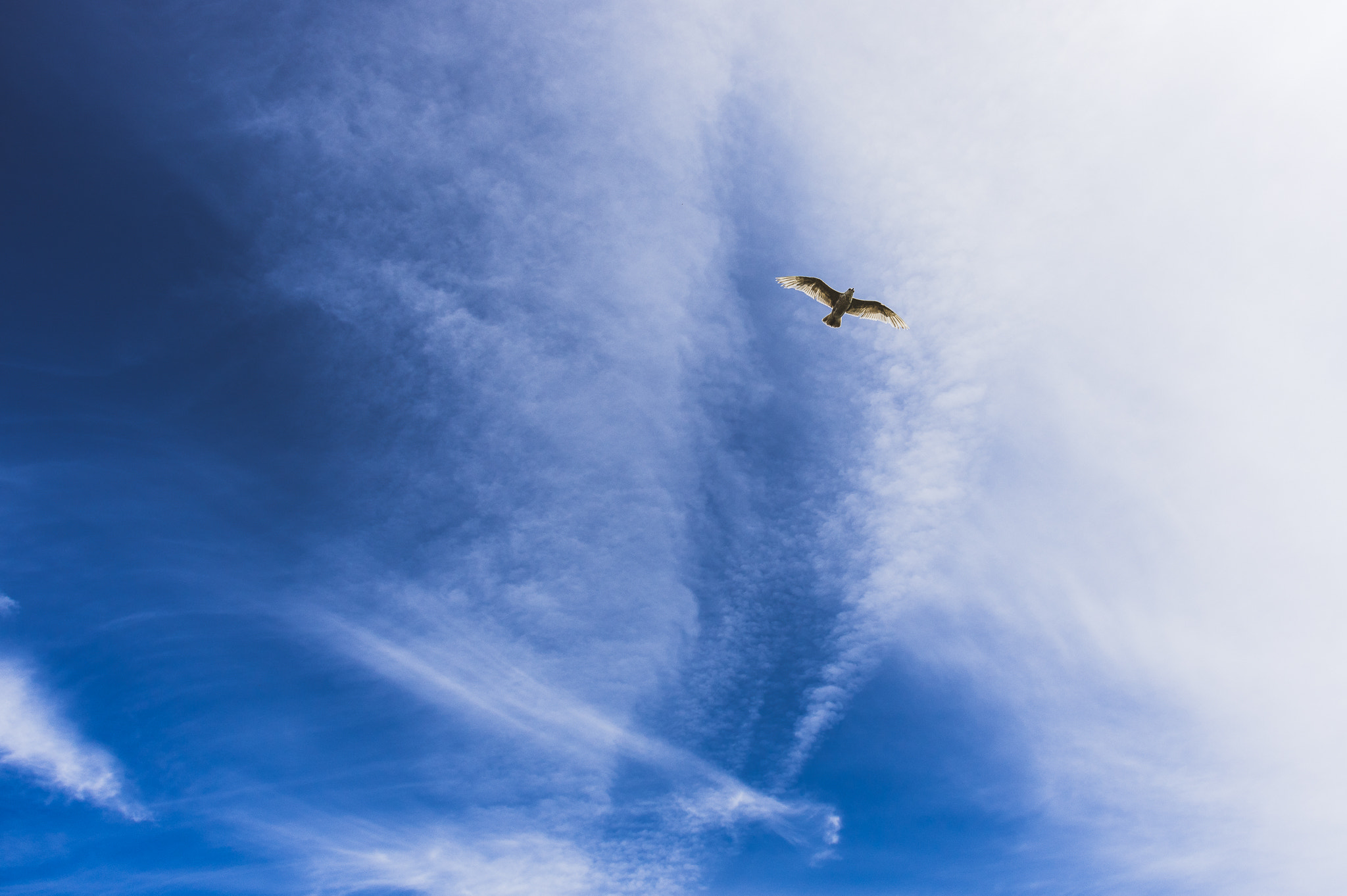HD Pentax DA 15mm F4 ED AL Limited sample photo. Free flight photography