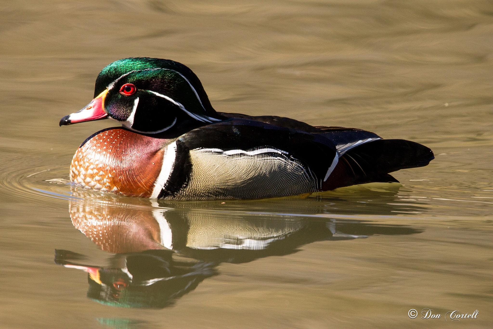 150-600mm F5-6.3 DG OS HSM | Sports 014 sample photo. Reflective wood duck photography