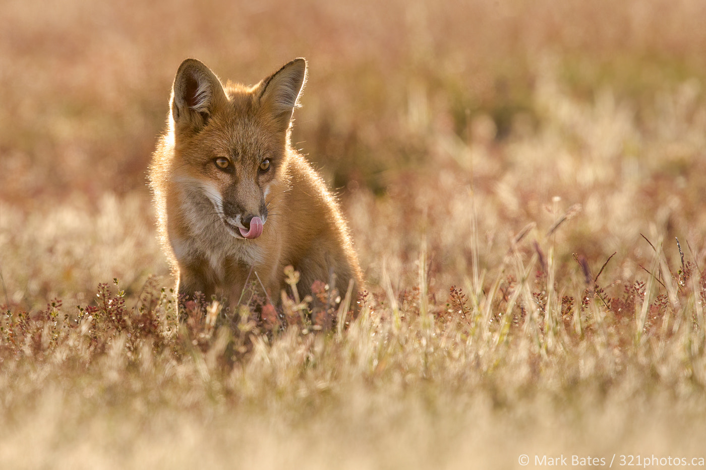 Canon EF 500mm F4L IS II USM sample photo. Where's dinner ?? photography