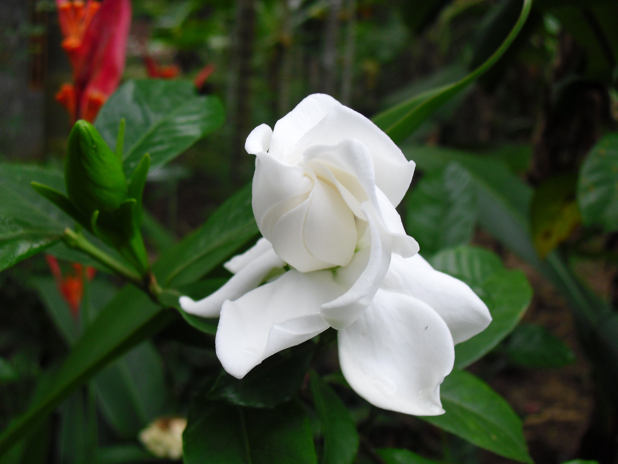 CASIO EX-Z35 sample photo. White flowers  photography