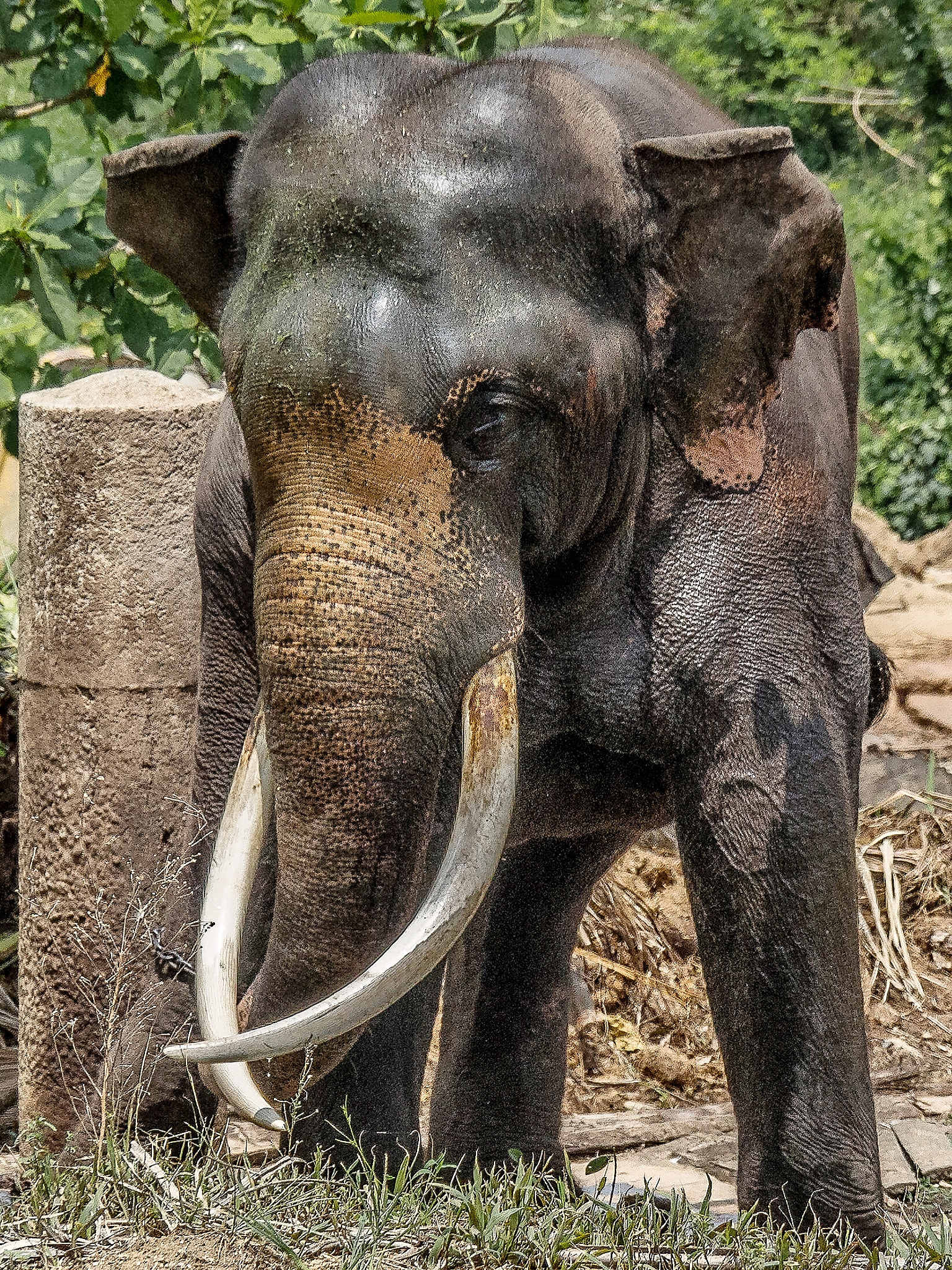 OLYMPUS M.14-150mm F4.0-5.6 II sample photo. My friend .... an elephant photography