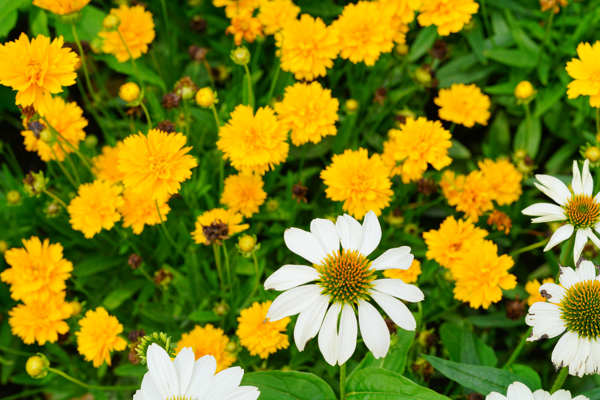 Sony FE 85mm F1.4 GM sample photo. Dsc02258.jpg photography