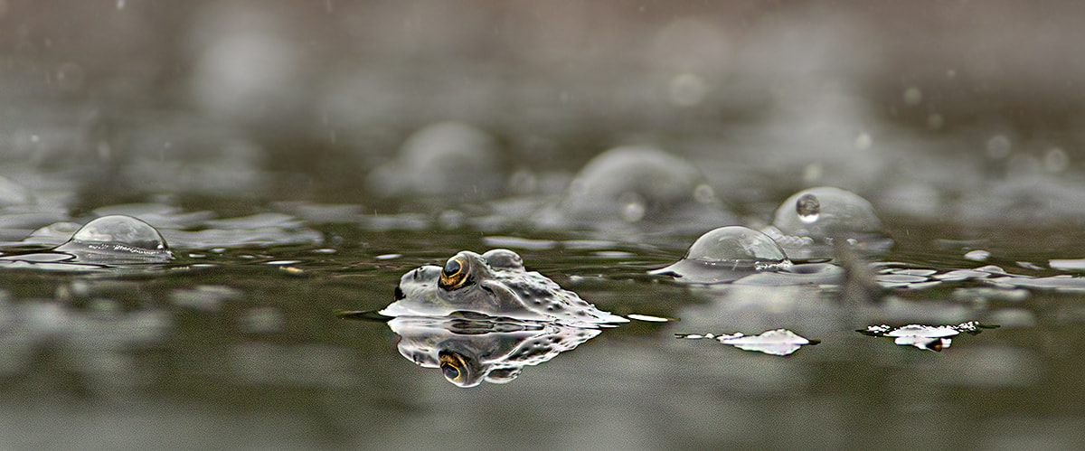 Nikon AF-S Nikkor 300mm F2.8G ED VR II sample photo. Frog in the rain photography