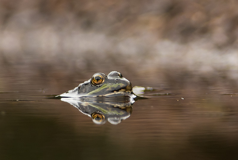 Nikon AF-S Nikkor 300mm F2.8G ED VR II sample photo. Frog photography