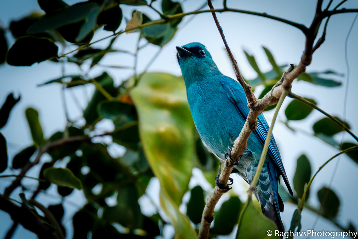Tamron SP 150-600mm F5-6.3 Di VC USD sample photo. Blue look photography