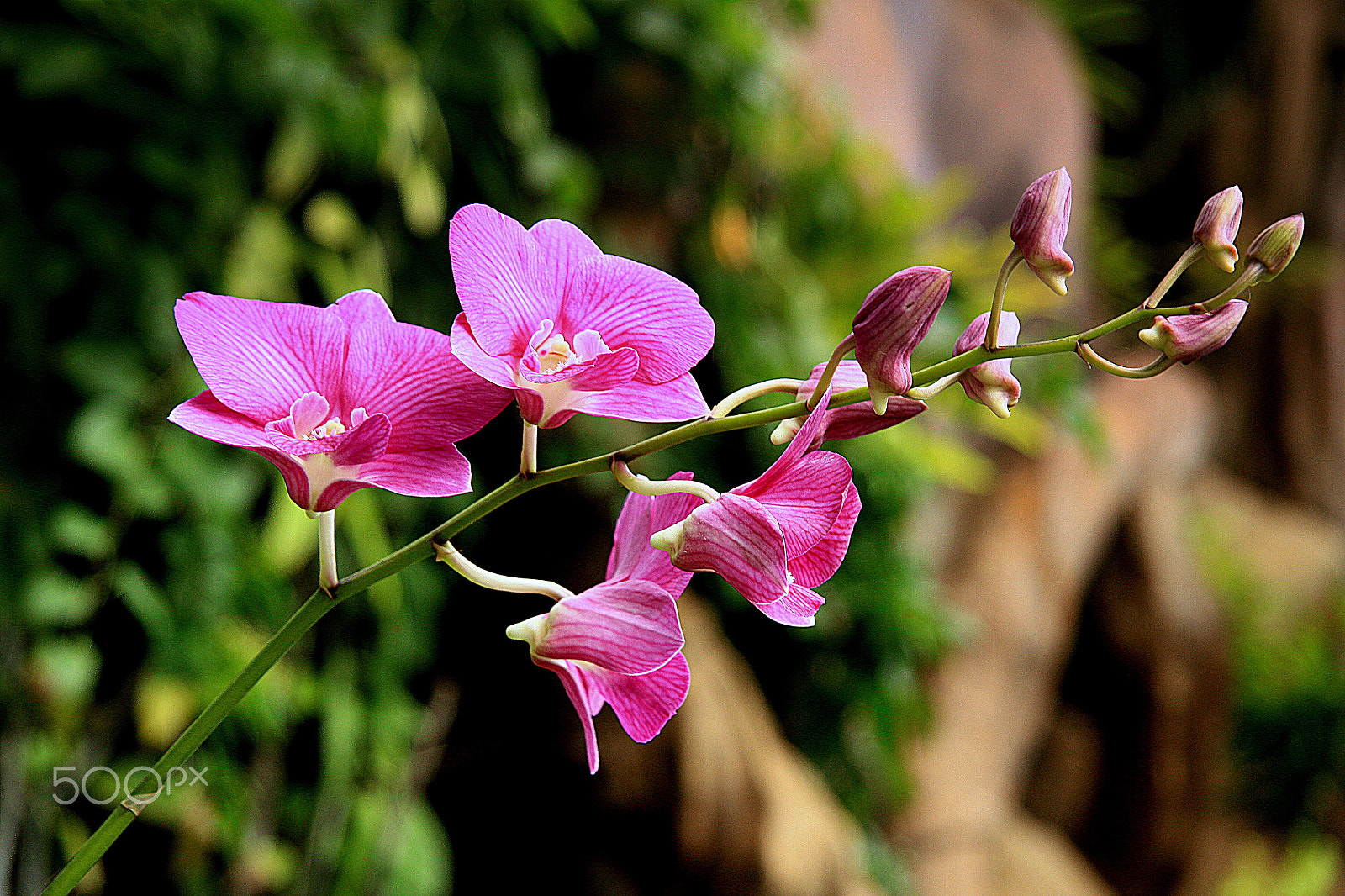 Canon EF-S 17-85mm F4-5.6 IS USM sample photo. Orchid photography