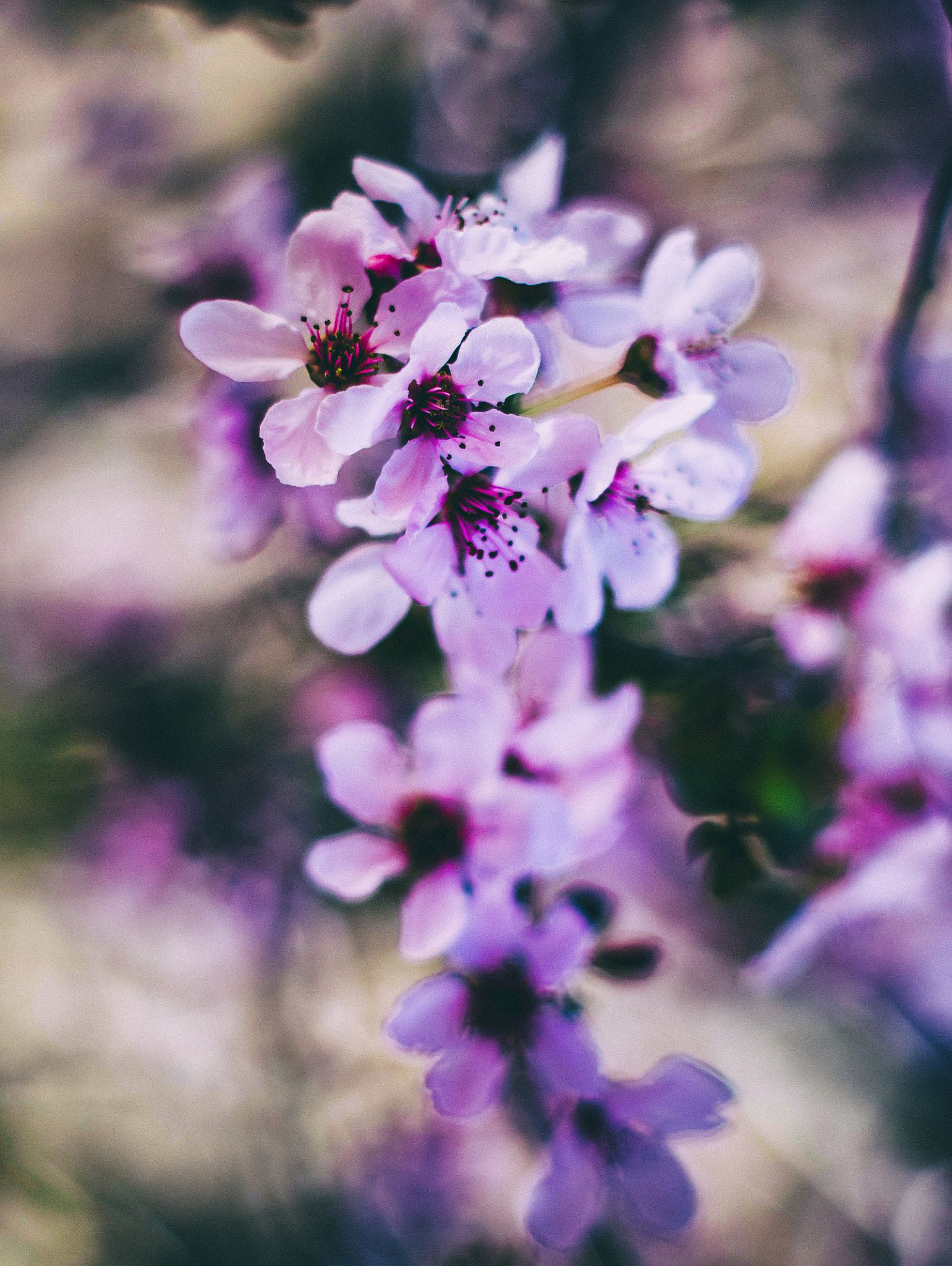 Pentax K-5 sample photo. Cherry blossoms photography