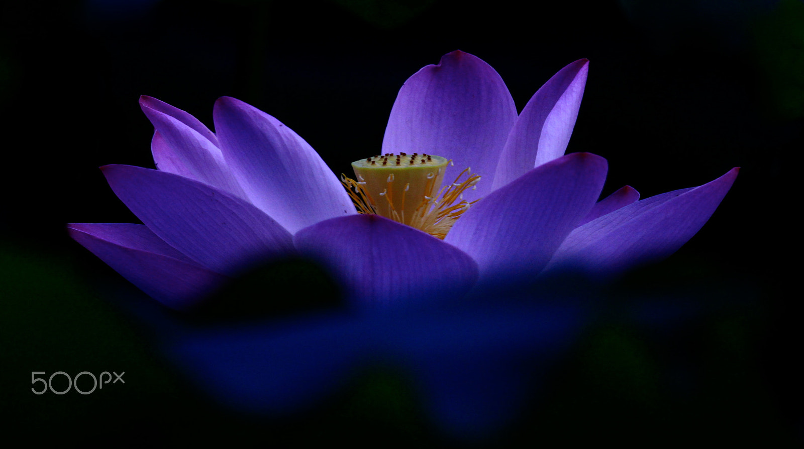 Canon EF 100-400mm F4.5-5.6L IS USM sample photo. 荷花 photography