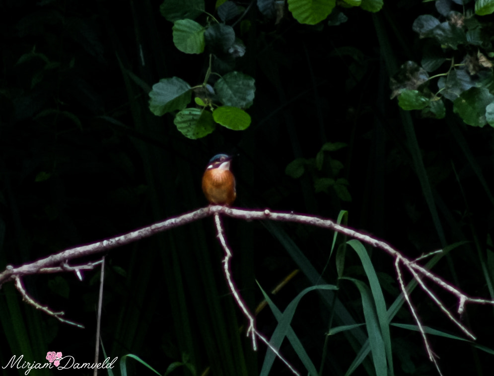 Canon EF 75-300mm f/4-5.6 USM sample photo. Geduld moet je hebben met een ijsvogel photography