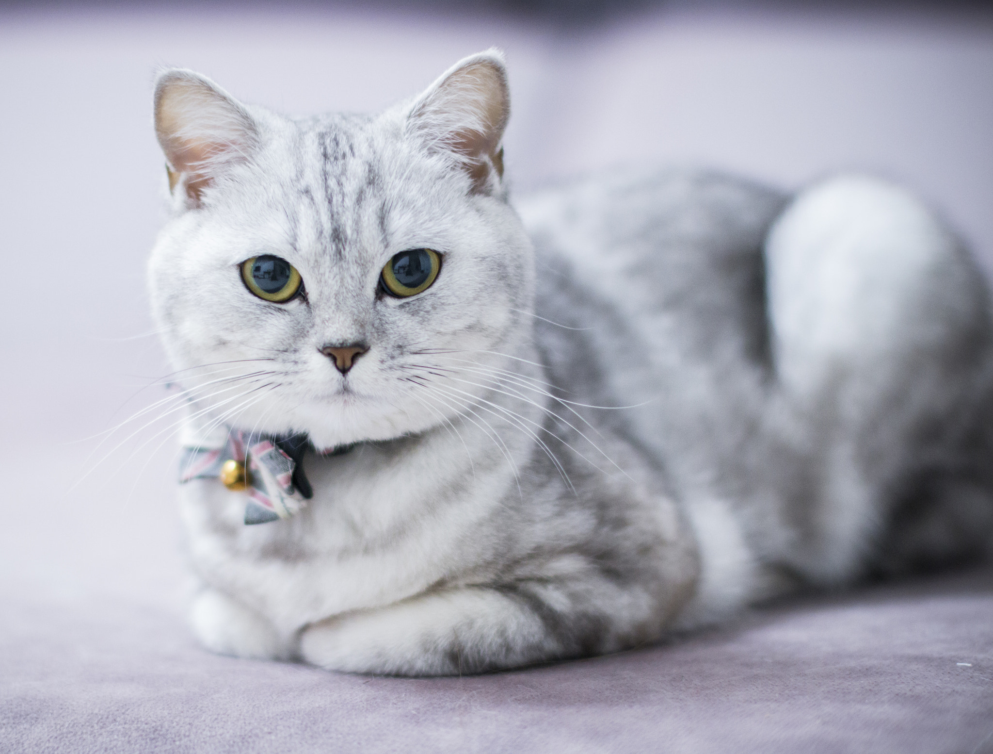Canon EOS 70D + Canon EF 50mm F1.2L USM sample photo. Miss u photography