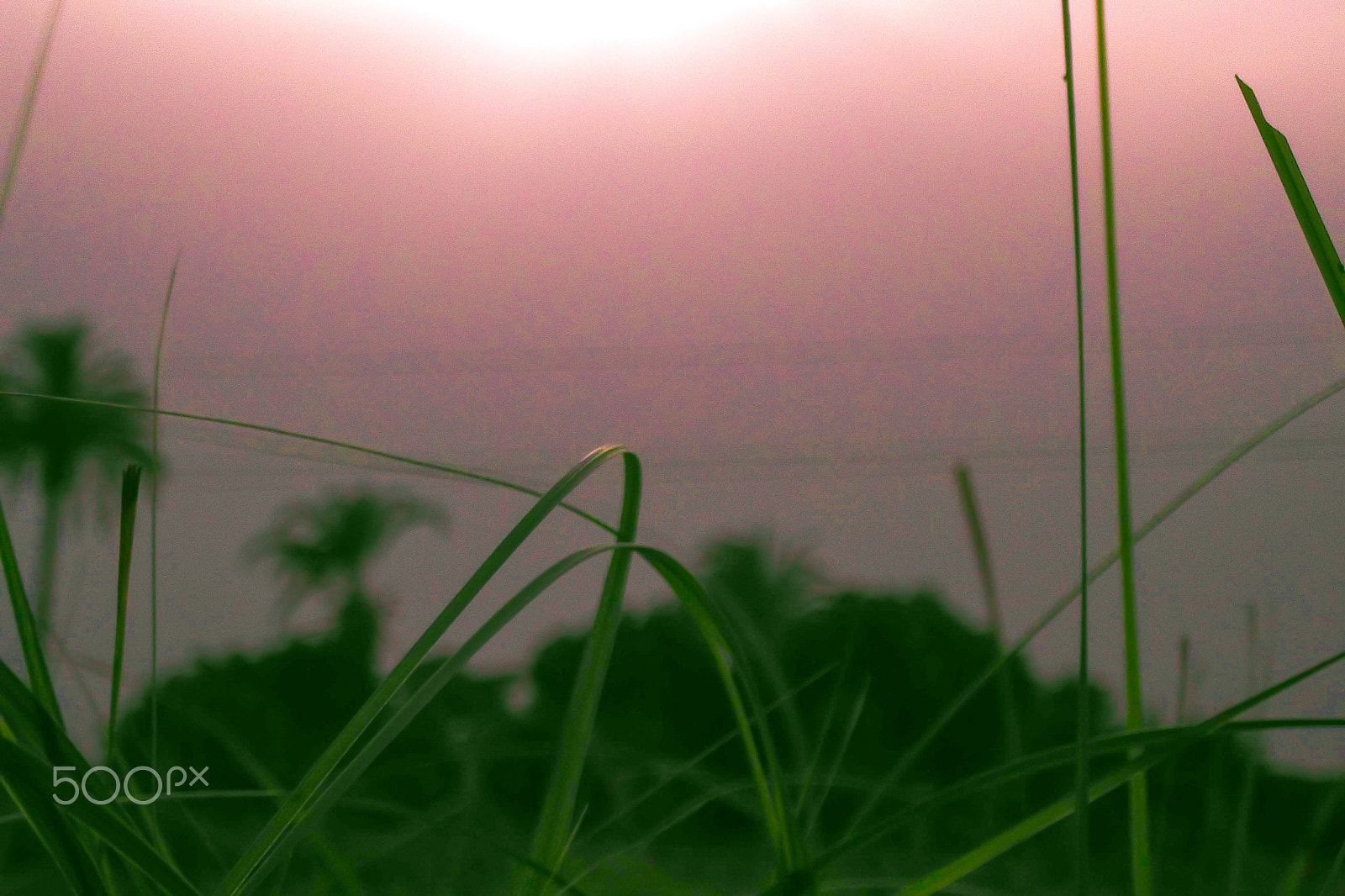 Fujifilm FinePix C20 sample photo. Green pure sunset photography