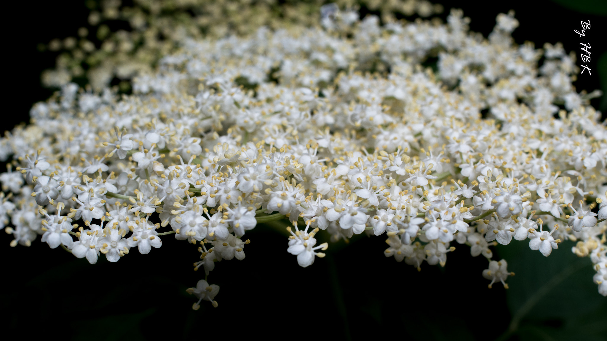 Samsung NX500 + Samsung NX 30mm F2 Pancake sample photo. White flowers photography