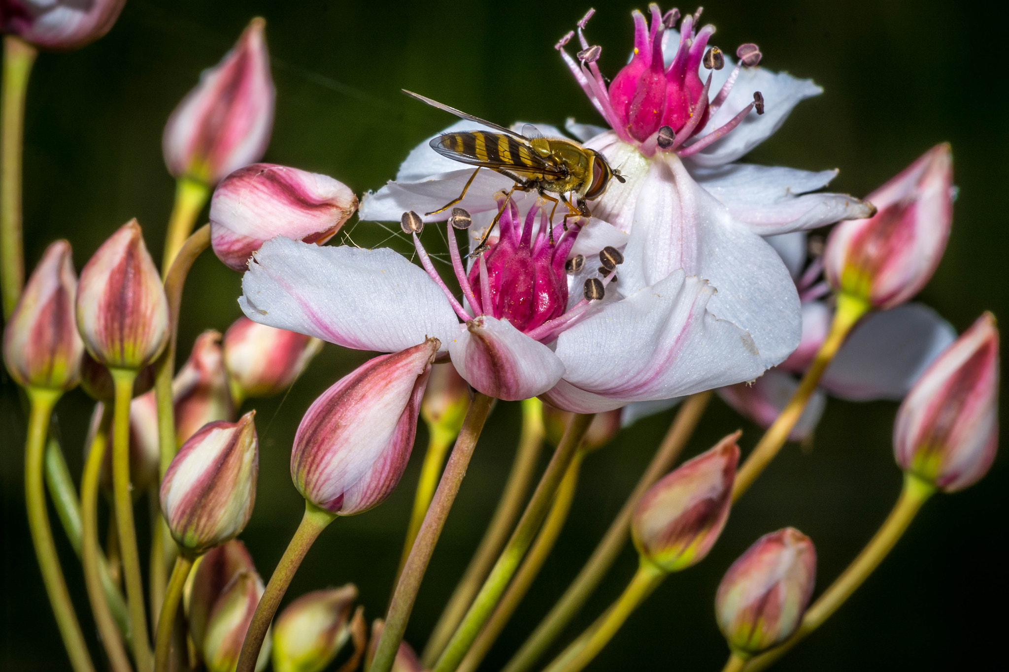Tokina AT-X Pro 100mm F2.8 Macro sample photo