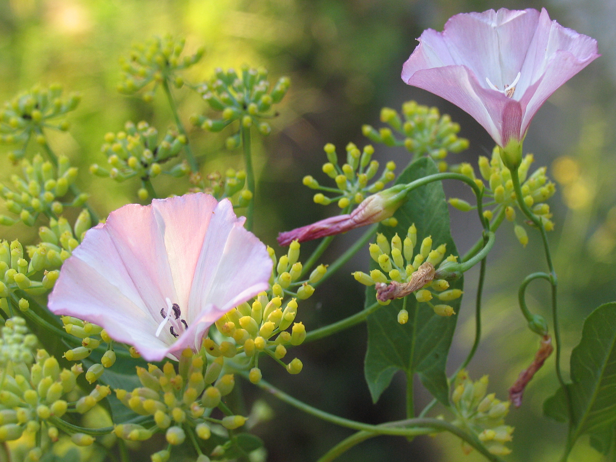 Canon POWERSHOT PRO1 sample photo. Gentle intruder photography