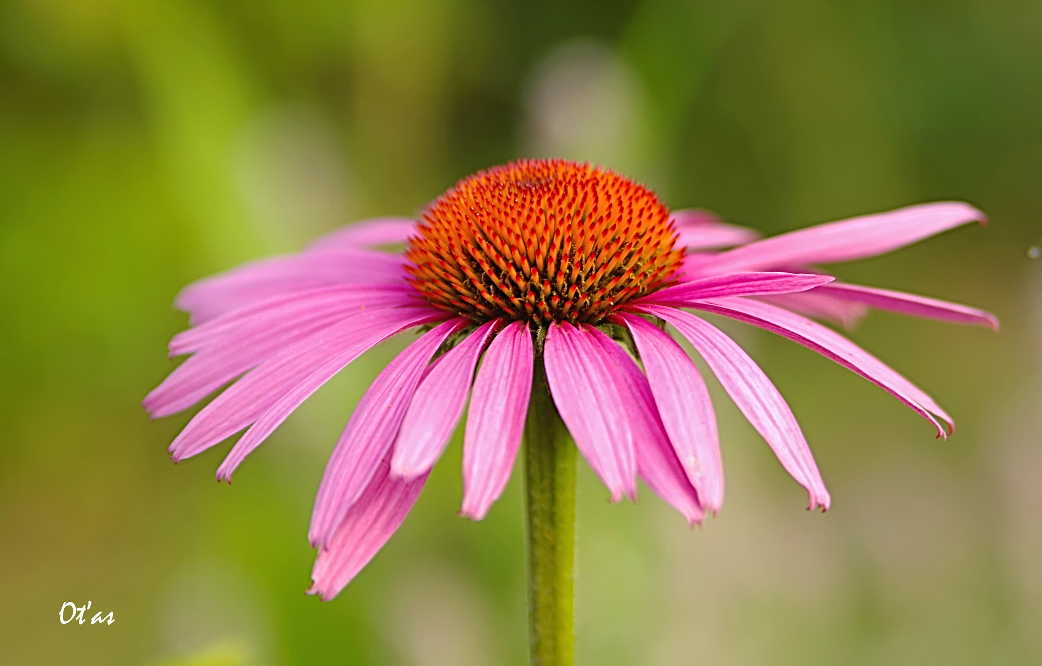 Pentax K-1 sample photo. Flower photography