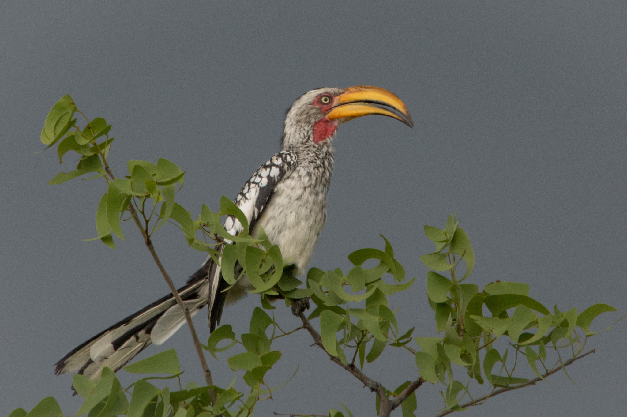 Sigma 70-200mm F2.8 EX DG Macro HSM II sample photo. Southern yellow-billed hornbill photography