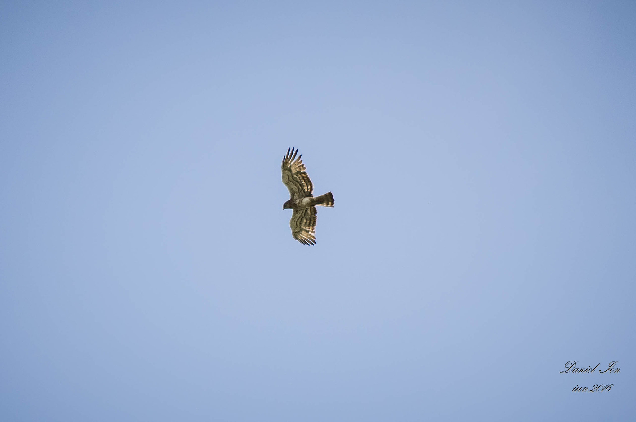 smc PENTAX-FA 80-320mm F4.5-5.6 sample photo. Buteo buteo photography