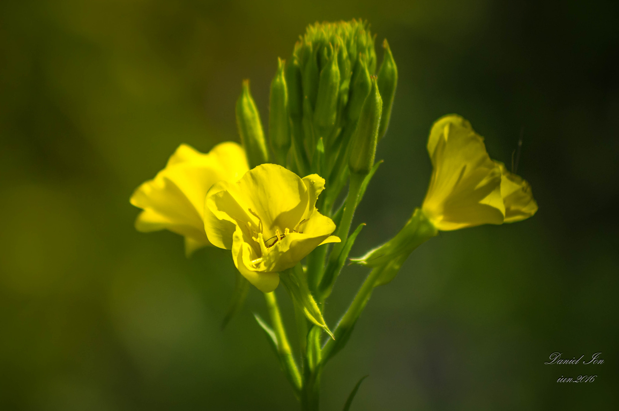 smc PENTAX-FA 80-320mm F4.5-5.6 sample photo. Flower photography