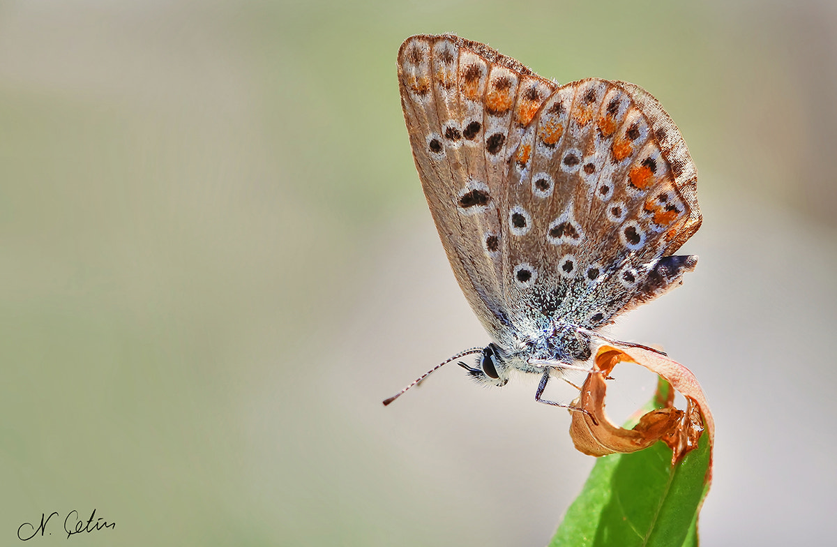 Canon EOS 600D (Rebel EOS T3i / EOS Kiss X5) + Canon EF 100mm F2.8 Macro USM sample photo. The butterfly effect photography
