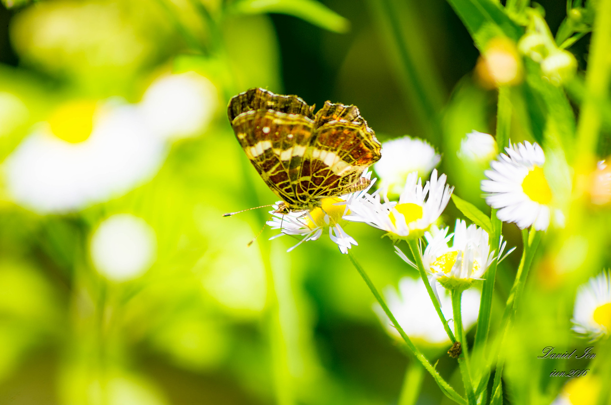 smc PENTAX-FA 80-320mm F4.5-5.6 sample photo. Butterfly photography