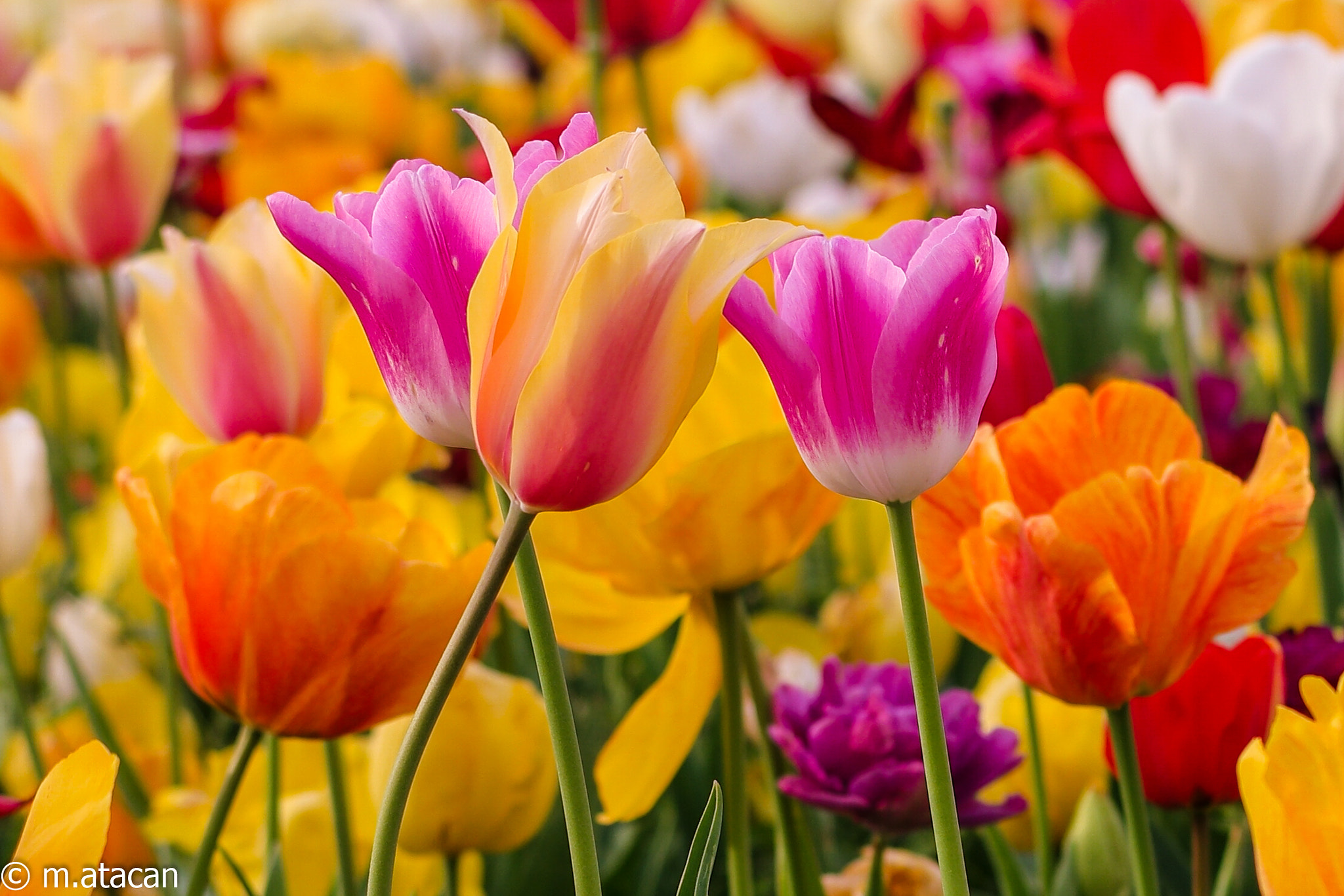 Samsung NX 45mm F1.8 sample photo. Colors of tulips photography