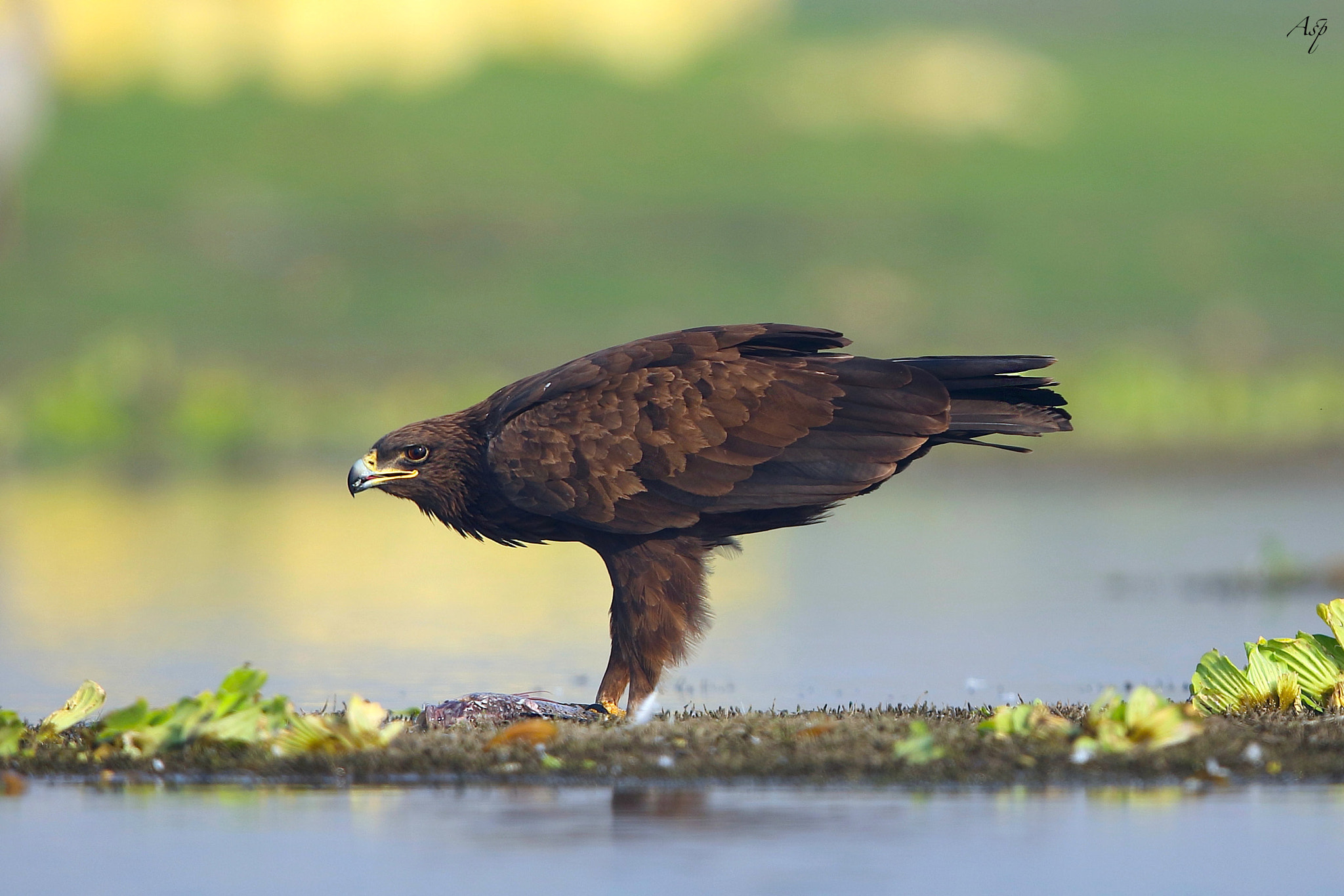 Canon EF 600mm F4L IS II USM sample photo. Breakfast time. photography