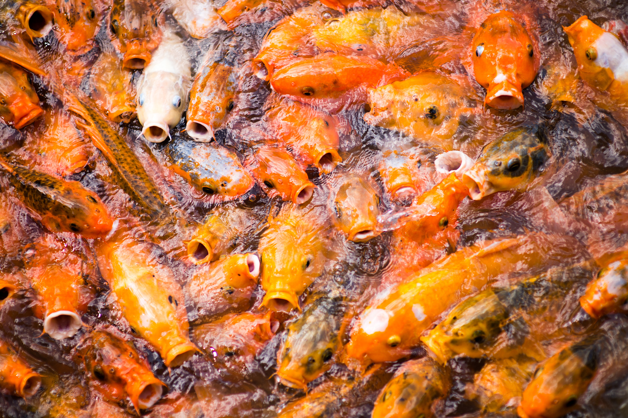 Nikon Df + Sigma 85mm F1.4 EX DG HSM sample photo. Hungry mouths in feeding frenzy photography