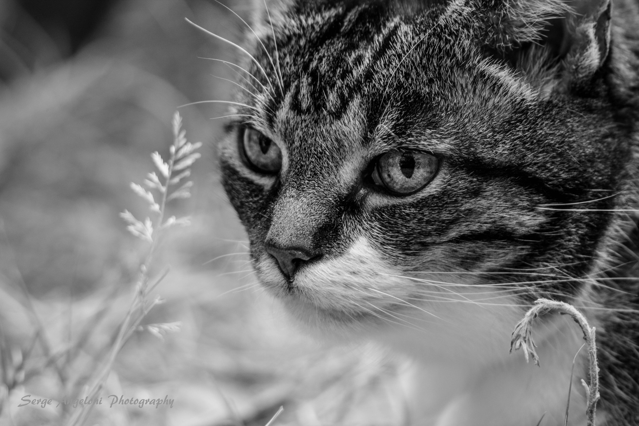Canon EOS-1Ds Mark III sample photo. Cat photography