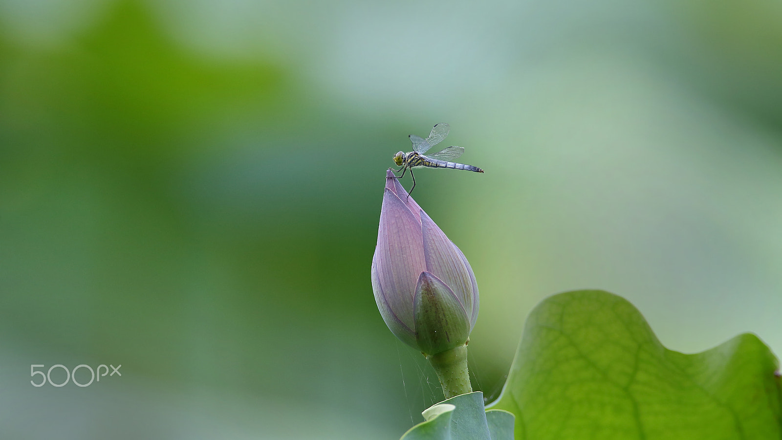 Canon EF 400mm F2.8L IS II USM sample photo. Bs3p4211.jpg photography