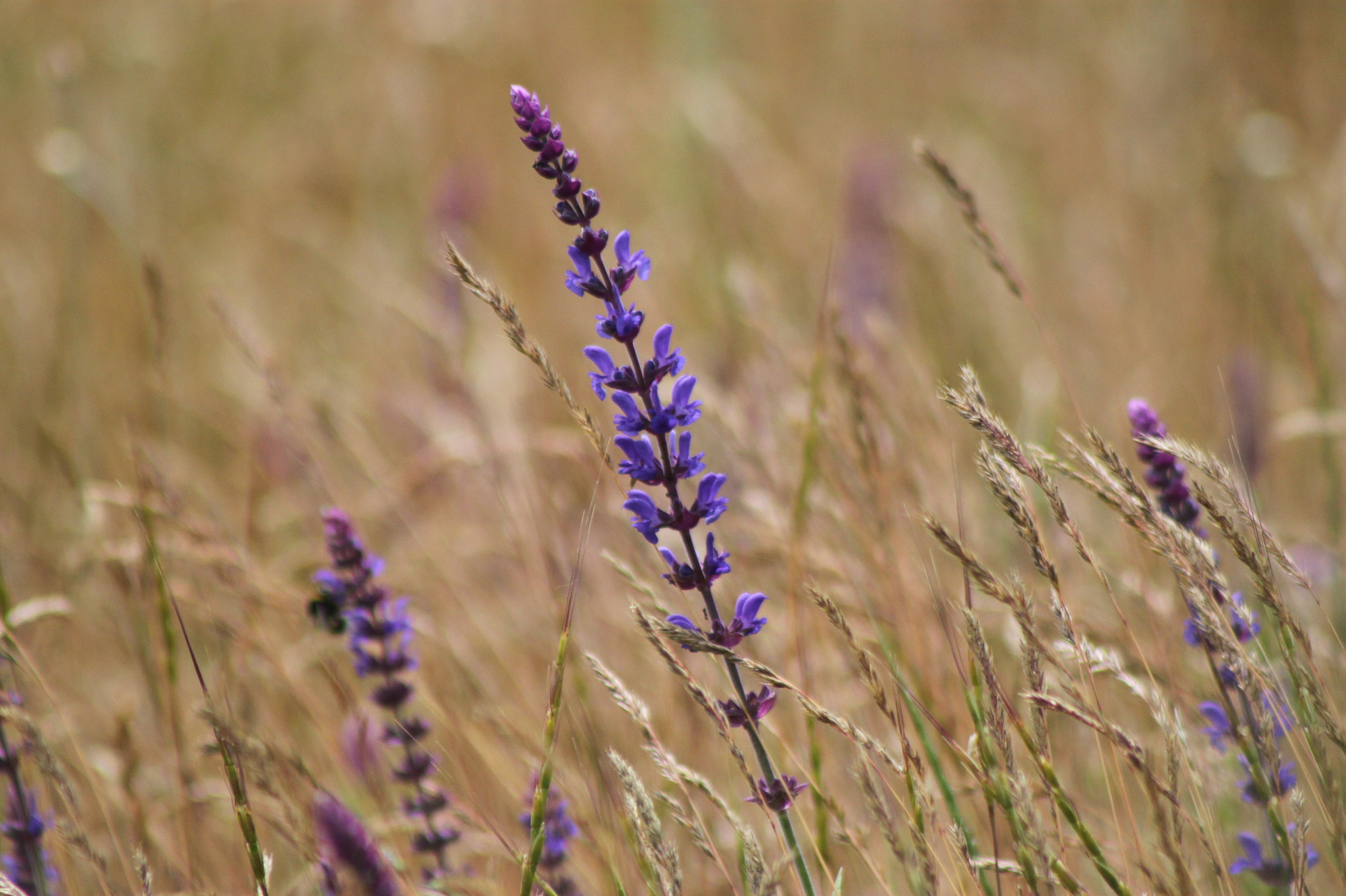 Canon EF 75-300mm f/4-5.6 USM sample photo. Levendula photography