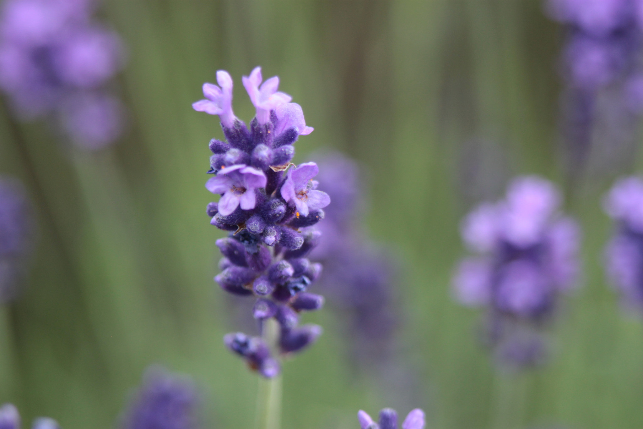 Canon EF 75-300mm f/4-5.6 USM sample photo. Levendula photography