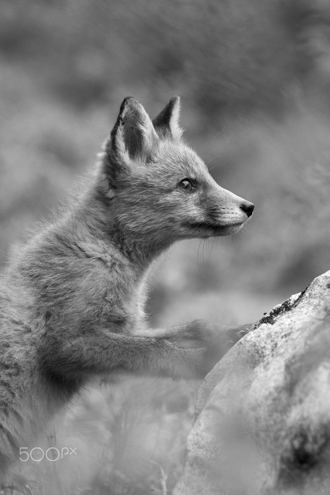 Nikon D500 sample photo. The fox photography