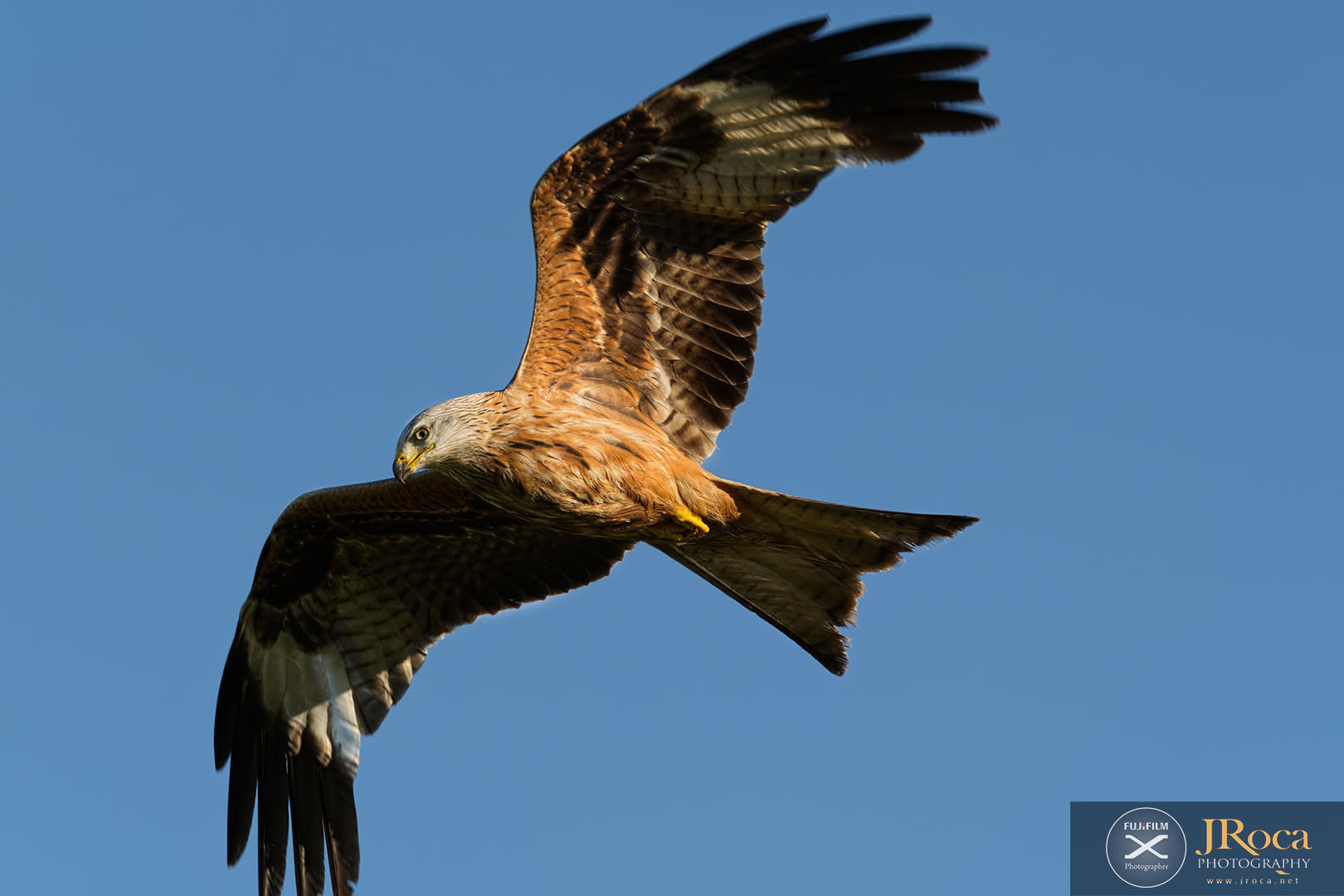 XF100-400mmF4.5-5.6 R LM OIS WR + 1.4x sample photo. Milvus milvus photography