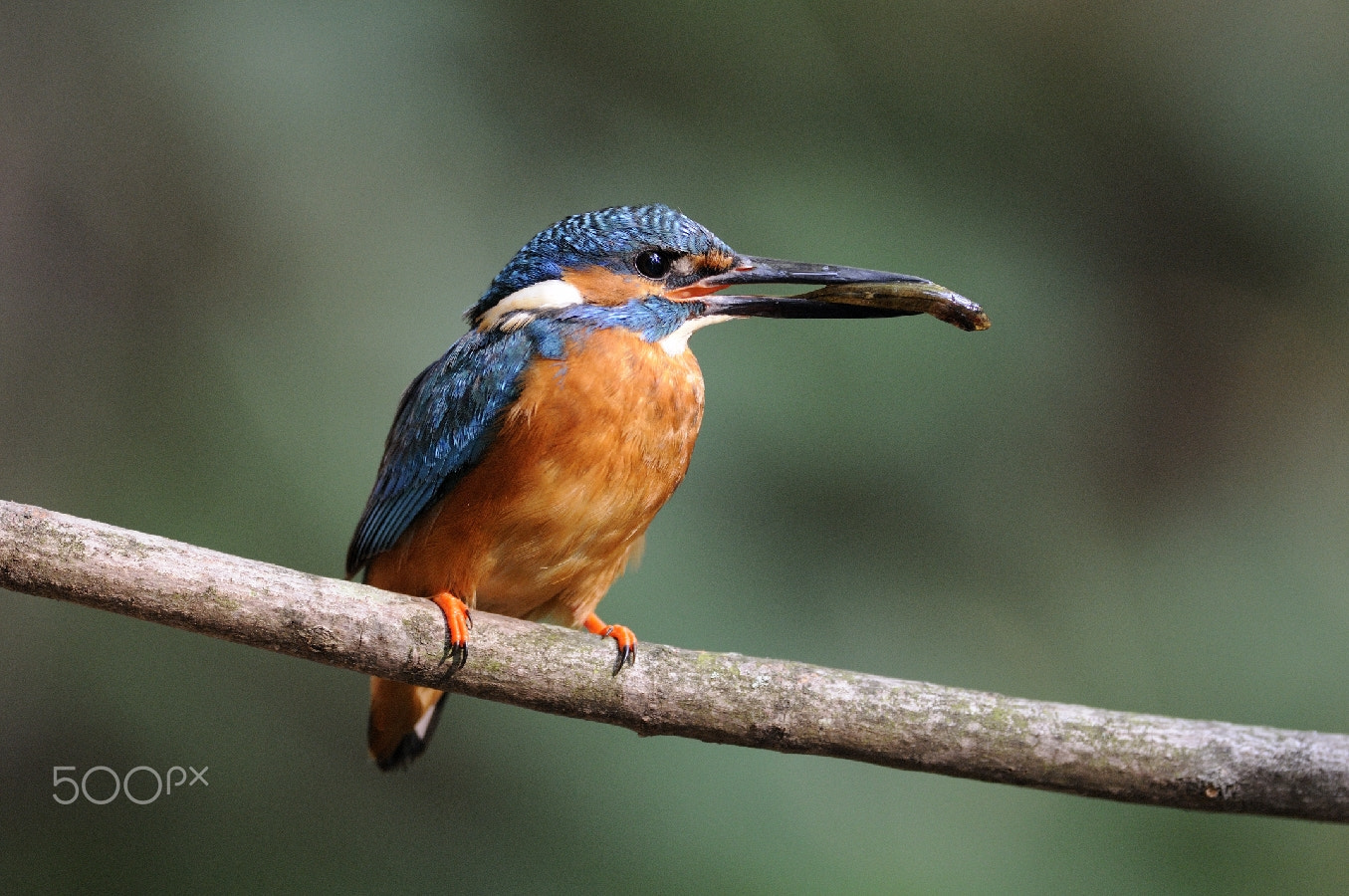 Nikon D300 sample photo. Little bird,little fish.... photography