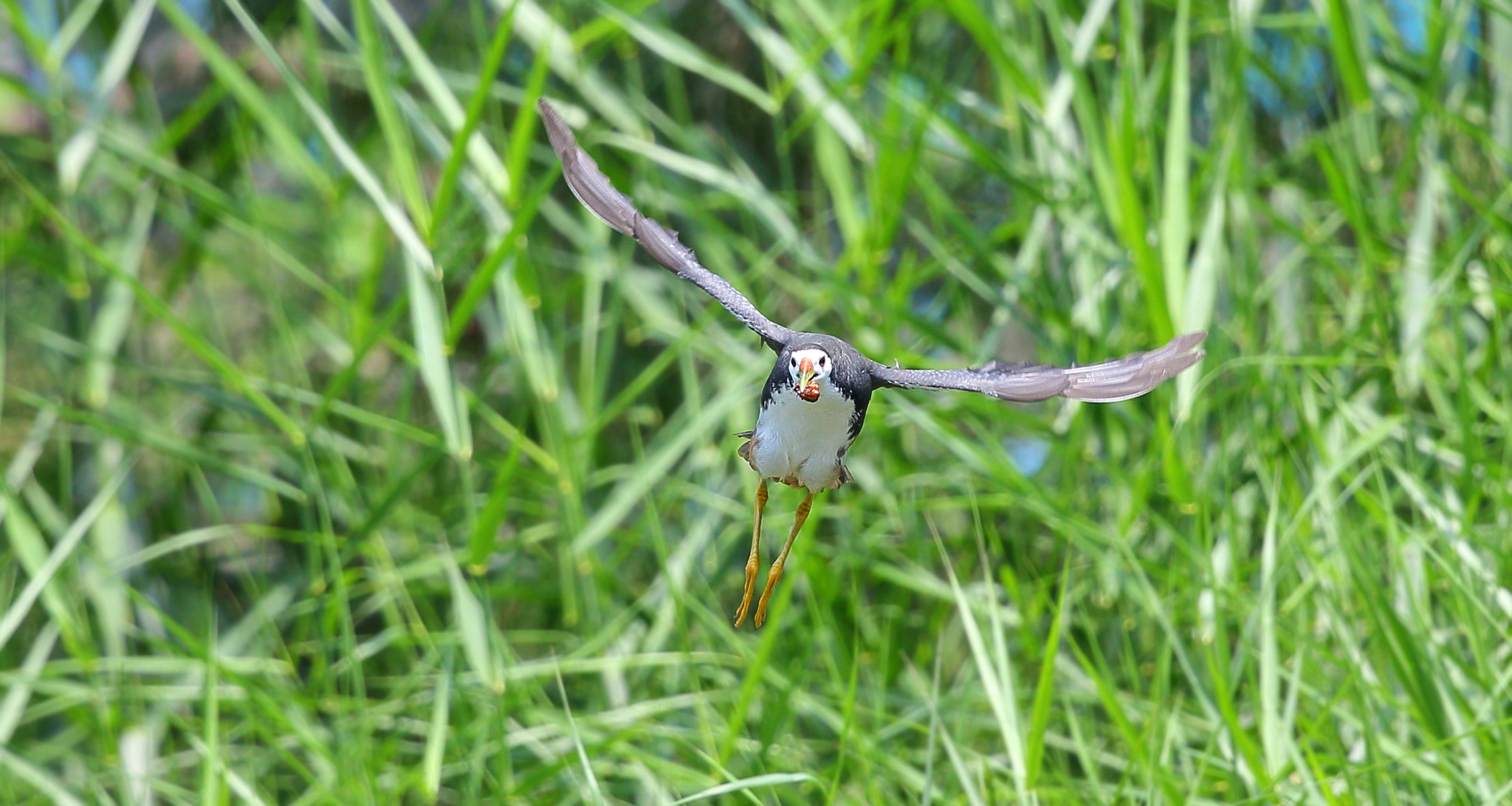 Canon EOS-1D X + Canon EF 300mm F2.8L IS II USM sample photo. Send to eat the photography