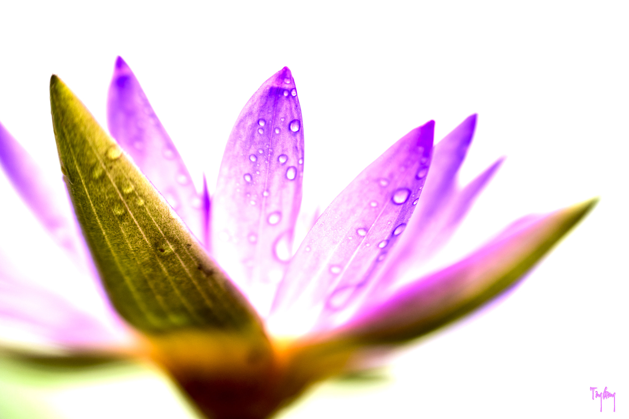 Nikon AF-S DX Micro Nikkor 40mm F2.8 sample photo. Waterlily*** photography