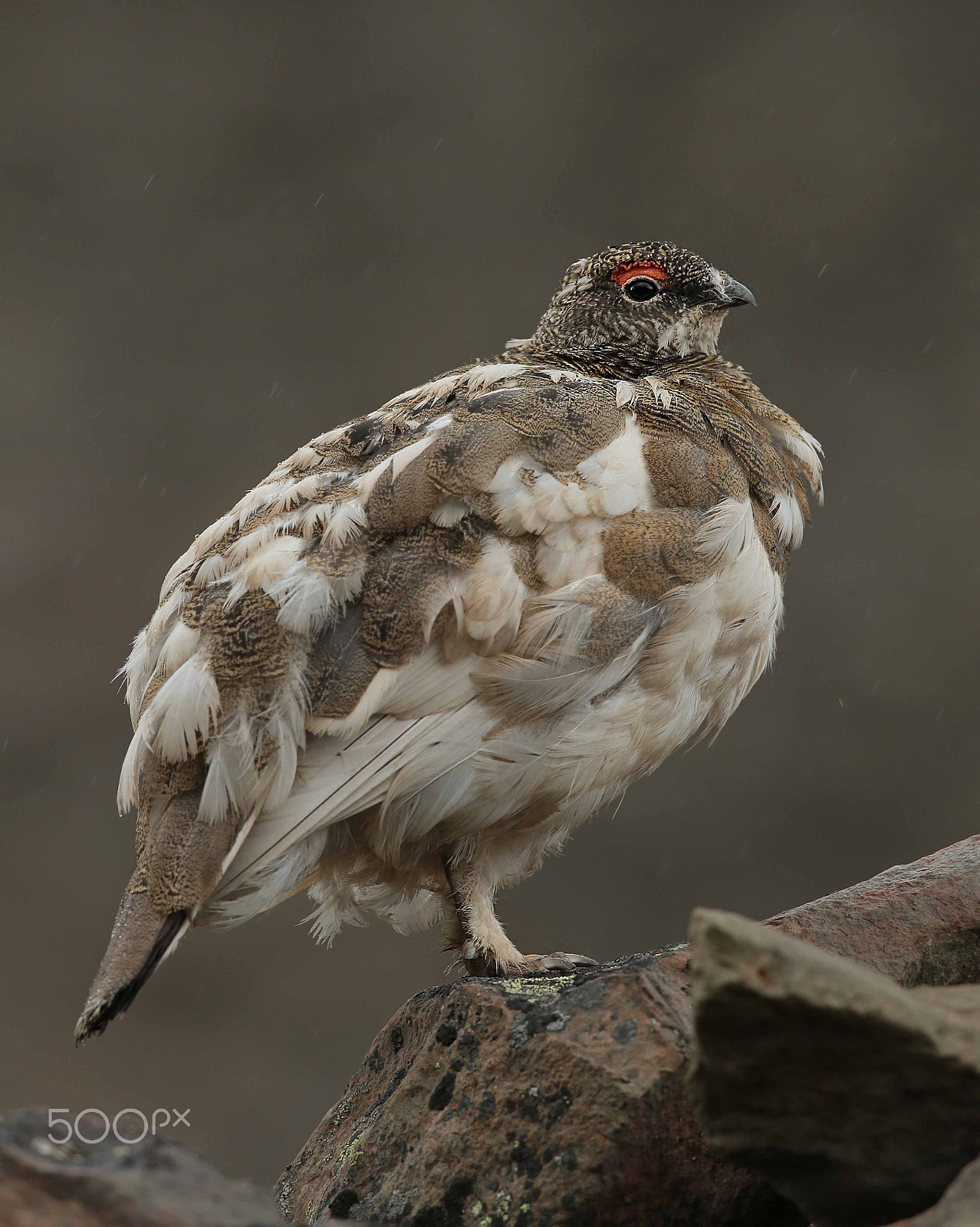 Canon EF 500mm F4L IS II USM sample photo. Svalbard ptarmigan photography