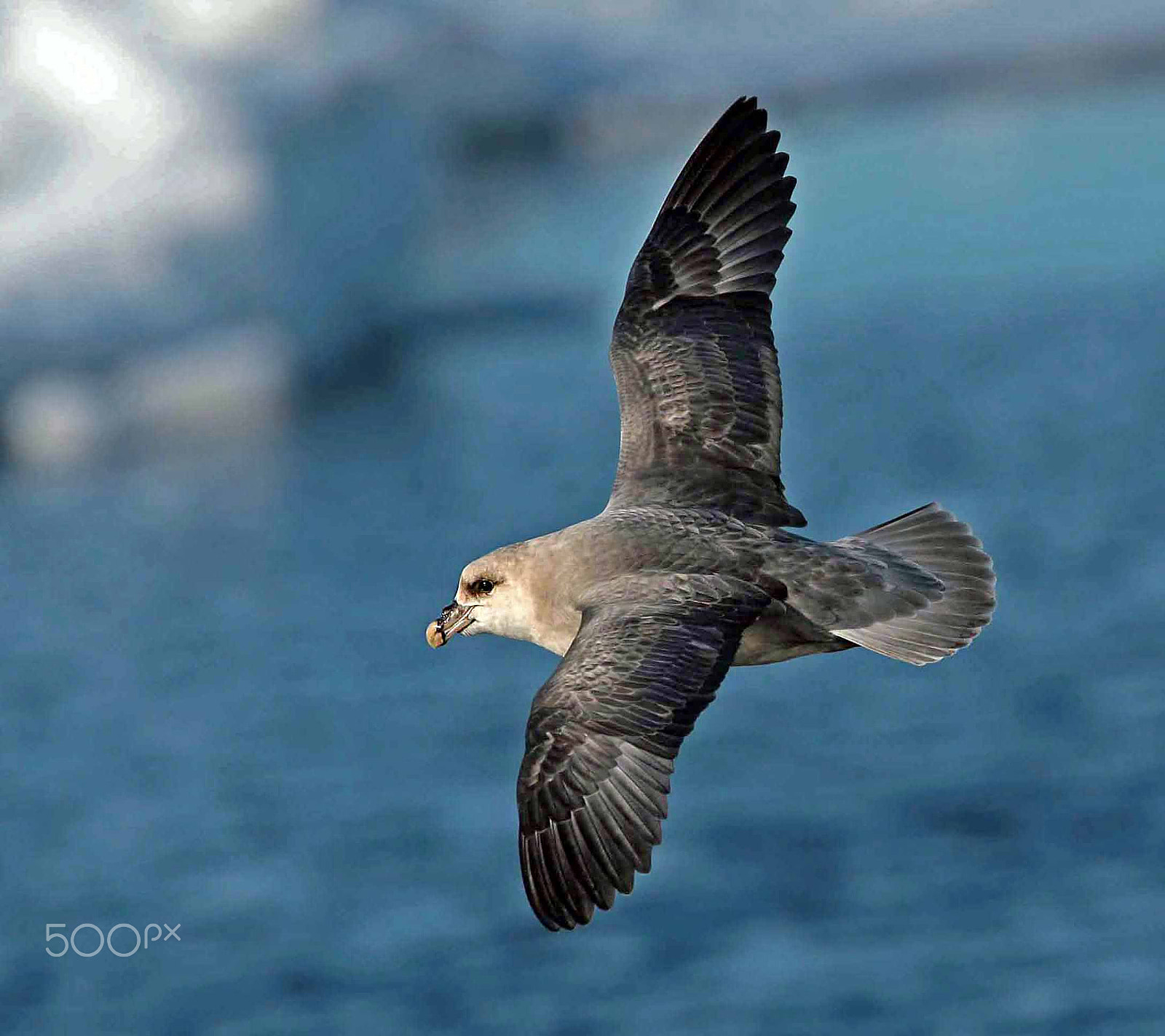 Canon EF 300mm F2.8L IS II USM sample photo. Fulmar-fulmarus glacialis (blue fulmar) photography